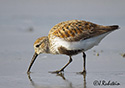 Calidris alpina